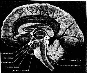 Electrochemical Brain"